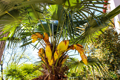 The beginning of flowering of the trachycarpus palm. Large yellow-green clusters of inflorescences under the leaves. Lots of sunlight. Spring. Tropical plant.