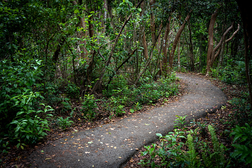 Gumbo Limbo Trail Snakes Through Forest in Everglades