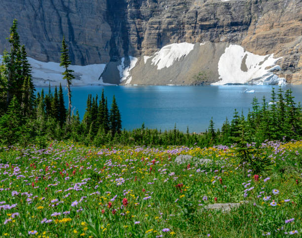 lago iceberg atrás de flores silvestres em montana - montana mountain lupine meadow - fotografias e filmes do acervo