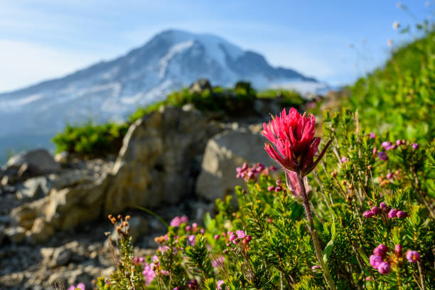 istock Indian Paintbrush and Mt Rainier 1219748563