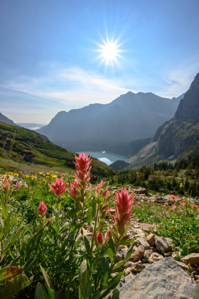 индийская кисть ниже вс взрыв - landscape montana wildflower flower стоковые фото и изображения