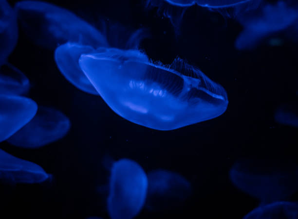 istock Jelly Fish Tank Lit With Blue Light 1219748653