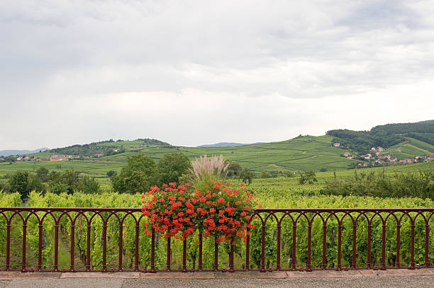 Saint-Hippolte (Bas-Rhin, Alsace, France) Landscape with red flowers and vineyards at summer