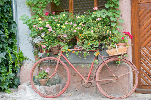 Bergheim (Bas-Rhin, Alsace, France) - Exterior of old house with pink bicycle and potted flowered plants