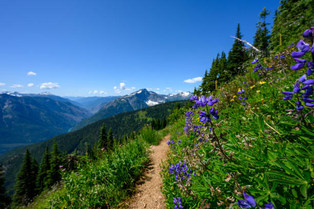 trilha da linha lupine nas montanhas cascatas do norte - montana mountain meadow flower - fotografias e filmes do acervo