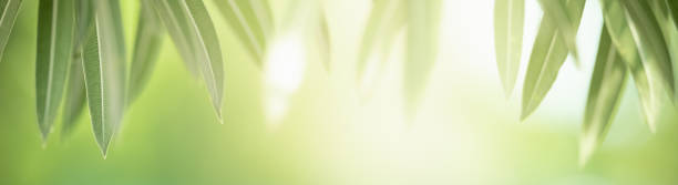 Closeup beautiful nature view of green leaf on blurred greenery background in garden with copy space using as background natural green plants landscape, ecology, fresh wallpaper cover concept. primer plano hermosa vista de la naturaleza de la hoja verde en el fondo de la vegetación borrosa en el jardín con el espacio de copia utilizando como fondo natural plantas verdes paisaje, ecología, fresco concepto de cubierta de papel pintado.