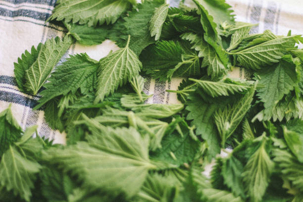 Nettle leaves