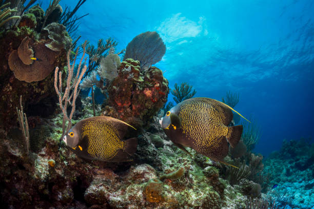 pez ángel francés (pomacanthus paru) - beauty in nature coral angelfish fish fotografías e imágenes de stock