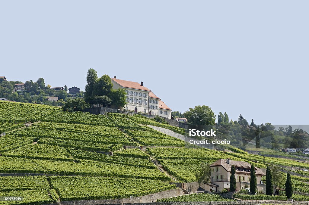 Vigneti in Svizzera sul lago di Ginevra (Vaud - Foto stock royalty-free di Agricoltura