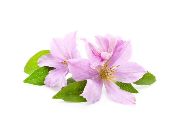 Close up capture of the centre stamen of a blooming summer clematis vine with a soft focus.