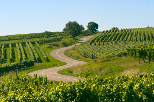 Winding road in the vineyards of Alsace (France)