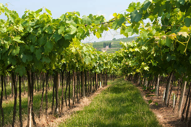 istock Lessinia (Verona, Veneto, italy), vineyards near Soave at summer 121975118