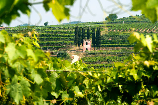 lessinia (베로나, 베네토, 이탈리아), 포도원 니어 soave at 여름 - verona italy veneto europe day 뉴스 사진 이미지