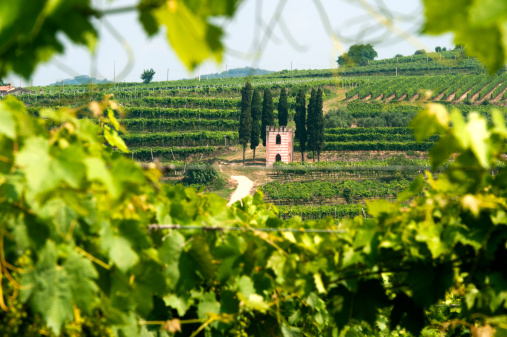 Lessinia (Verona, Veneto, italy), vineyards near Soave at summer with little church on the hill