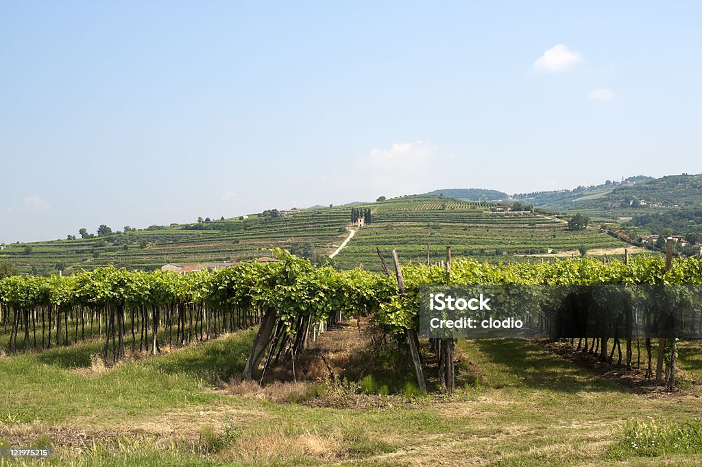 Lessinia (Vérone, Vénétie, Italie), vignobles près de Soave à été - Photo de Agriculture libre de droits