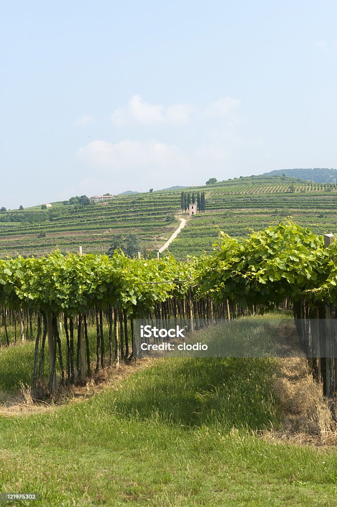 Lessinia (Verona, Veneto, Itália), vinhedos próximos Soave no verão - Foto de stock de Agricultura royalty-free