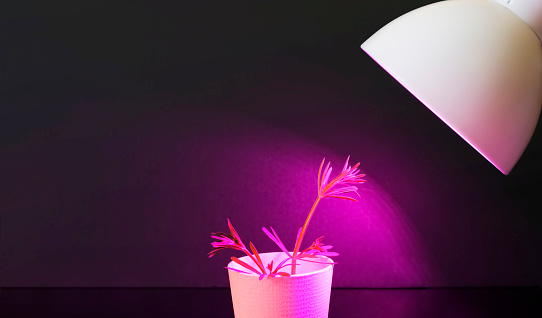 The plant under Ultraviolet led lamp closeup. LED lamp for growing plants, Phytolamps. Home plants under the fito lamp.