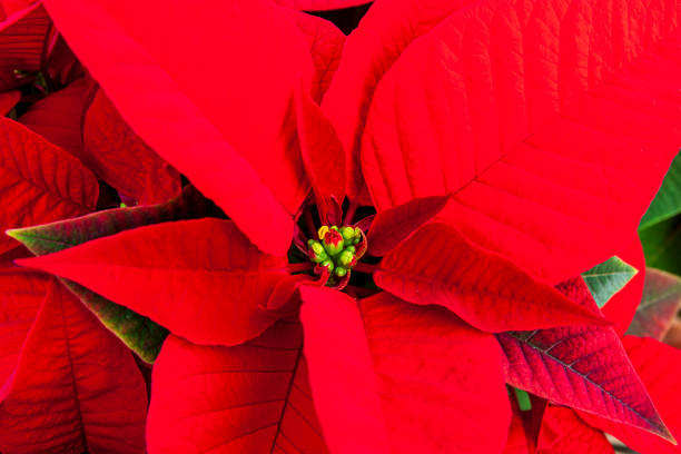 istock Red Poinsettia 1219756649
