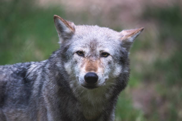 istock Mackenzie Valley wolf portrait 1219756925