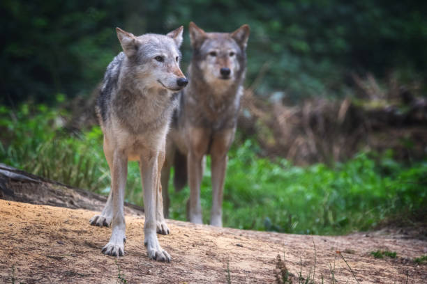 istock A pair of Mackenzie Valley wolves 1219756927