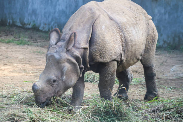 istock Rhinoceros eating its food 1219757014