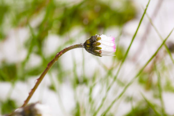 Little spider and defrost water drops on closed daisy blossom at snowy meadow in spring