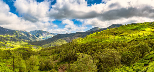 istock Munnar Valley, Kerala, India 1219760847