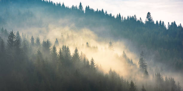 istock fog above the forest on the hill 1219761486