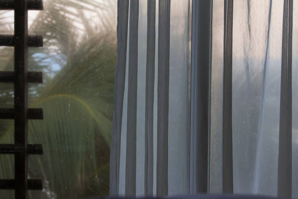 istock palm tree outside of window with tulle and curtain 1219761626