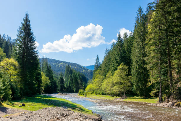 istock river scenery among the forest in mountains 1219761660