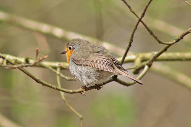 Robin stock photo