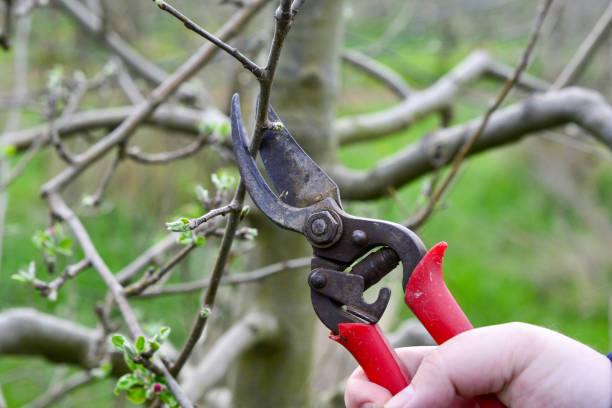 istock machanical removing of powdery mildew apple tree twig 1219763228