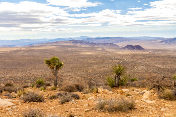 istock Overlook in Joshua Tree National Park 1219763837