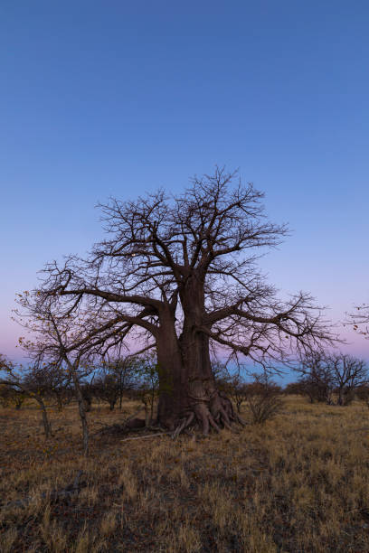 istock Large lone baobab tree after sunset on Kukonje Island 1219764963