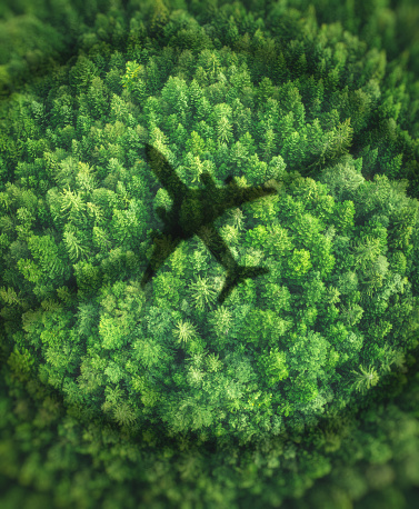 COVID-19 travel ban concept: airplane shadow above the green forest (flights forbidden).