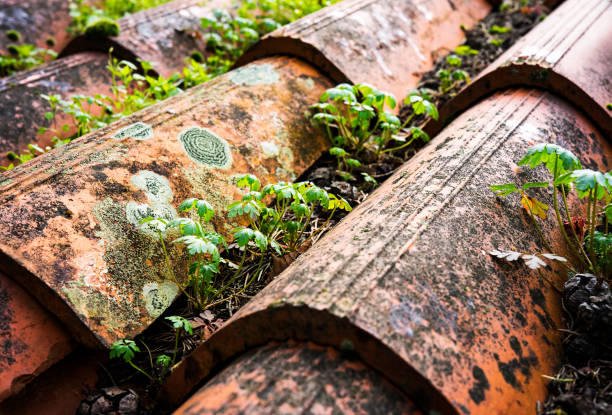Plants are growing on top of a roof.