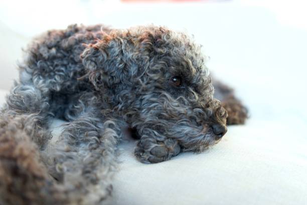 istock Close up of resting, sleeping grey dwarf poodle dog 1219766579