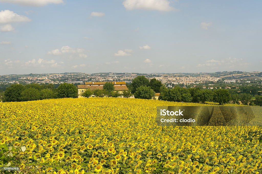 Panorama of Jesi (Ancona, Marches, Italy) and sunflowers' field Agricultural Field Stock Photo