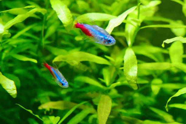 istock Two Neon tetra fish. Paracheirodon innesi freshwater aquarium fish 1219768083