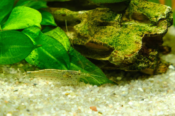 istock Small yellow shrimp in an aquarium, close-up 1219768085