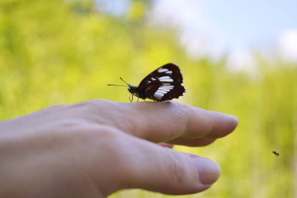 istock A black butterfly sits on a female hand. Close-up. Blurred background. 1219768207