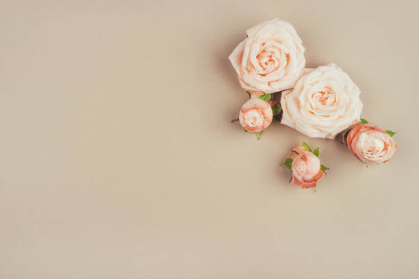 istock Spring background. Rose flowers on a beige background. 1219768278