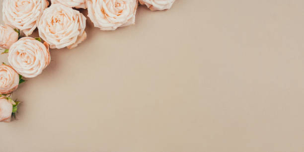 istock Spring background. Rose flowers on a beige background. 1219768282