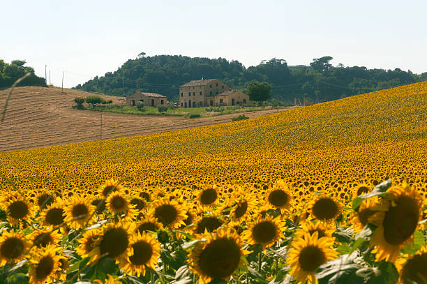 istock Marches (Italy) - Landscape at summer with sunflowers, farm 121976883