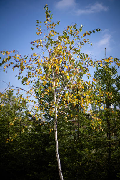 istock close up of a tree in autumn 1219769528