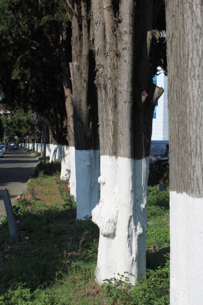 istock The Streets Of Sochi. 1219769705