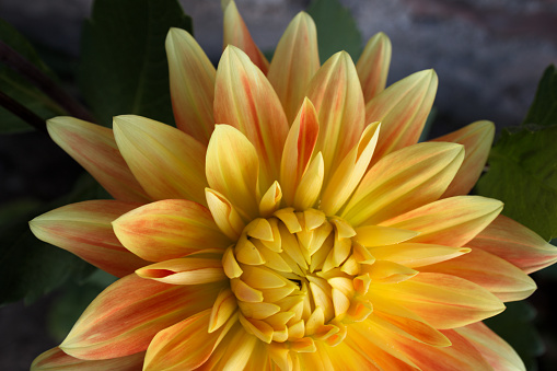 Vibrant color on the petals of a light purple dahlia flower with an unopened bud in the background.