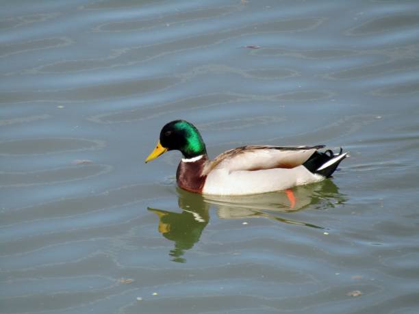 istock The wild duck male in his natural environment 1219772270