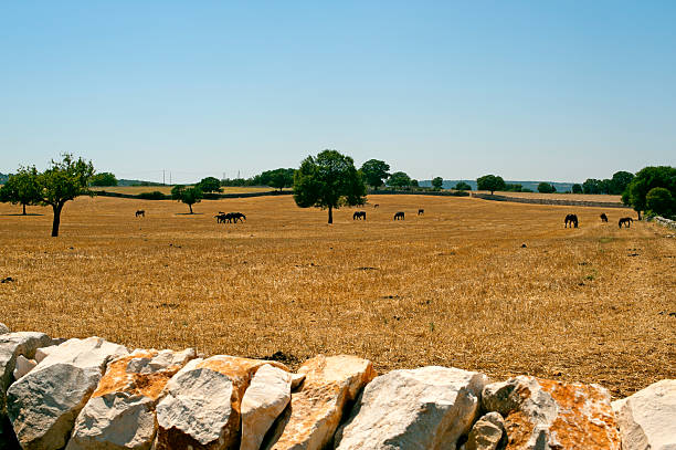Murge (Puglia, italy) - Farm with horses at pasture