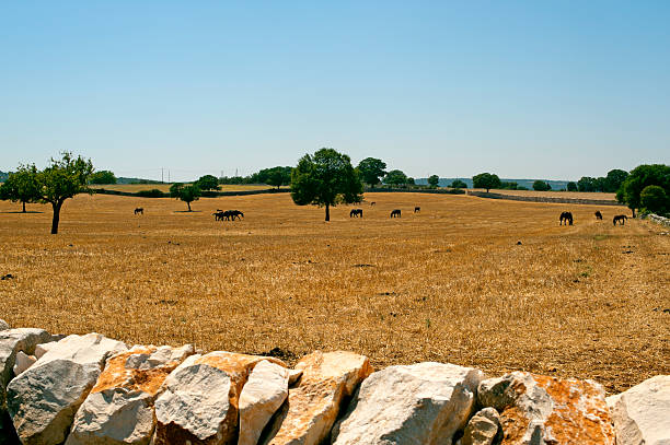 Murge (Puglia, italy) - Farm with horses at pasture Murge (Puglia, italy) - Farm with horses at pasture murge photos stock pictures, royalty-free photos & images